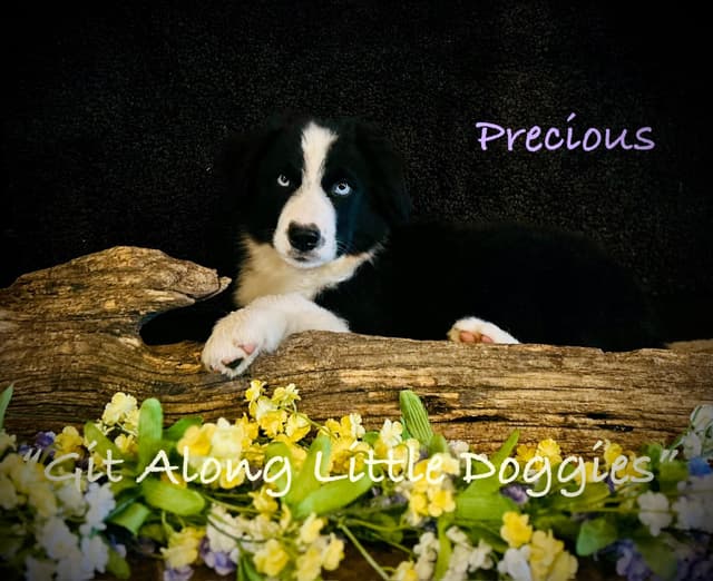 Australian Shepherd Puppies media 22