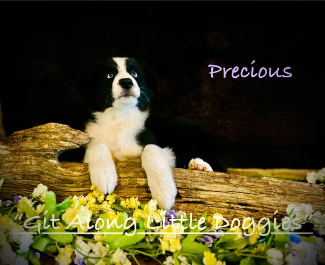 Australian Shepherd Puppies media 19