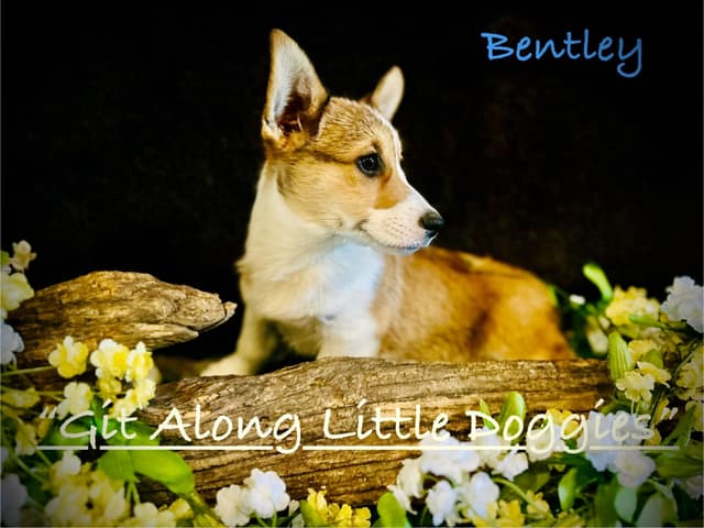 Pembroke Welsh Corgi Puppies media 28