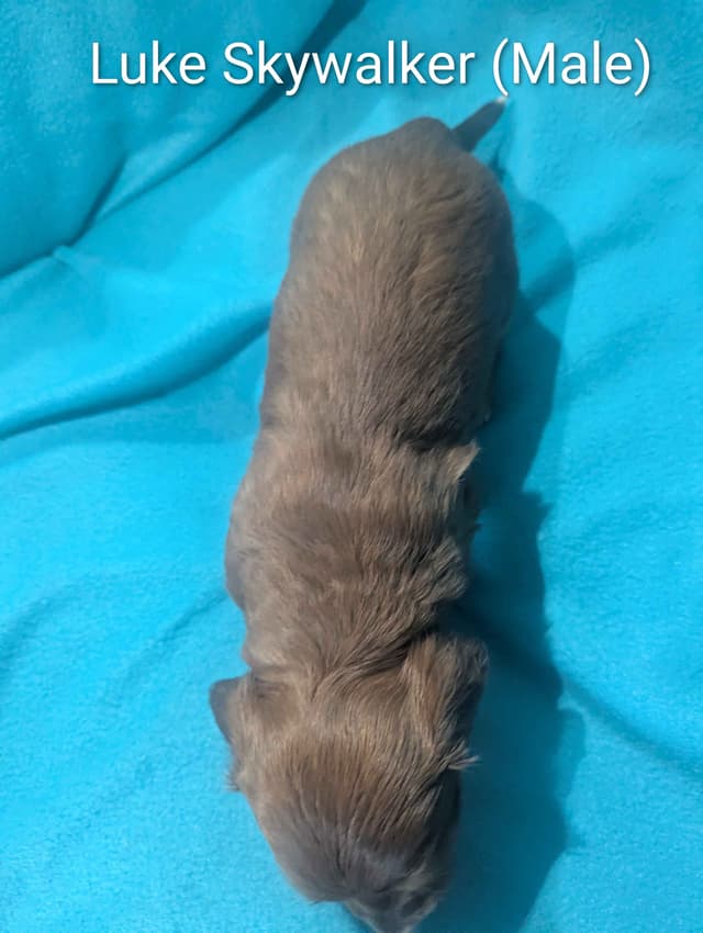 Dachshund Puppies - Long-hair Mini media 2