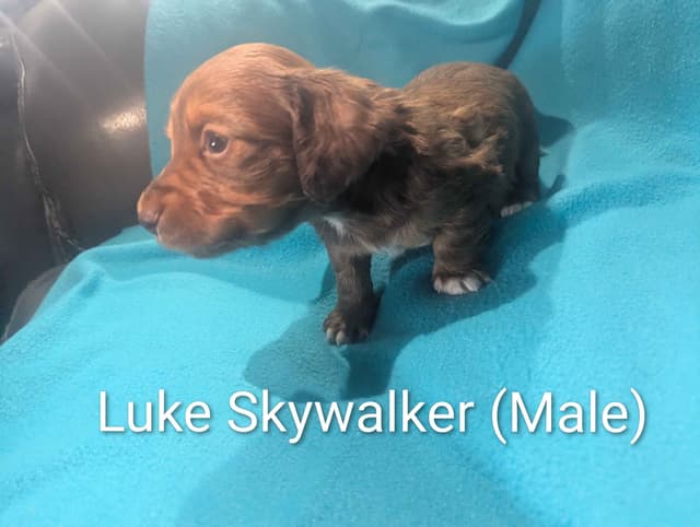 Dachshund Puppies - Long-hair Mini media 3