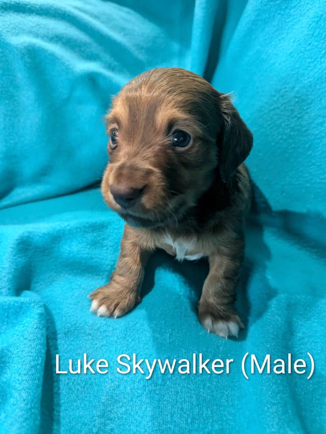 Dachshund Puppies - Long-hair Mini media 4