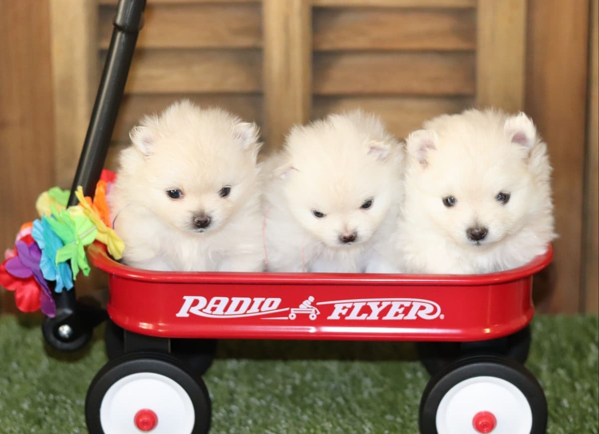 Pomeranian Puppies breeder image 5