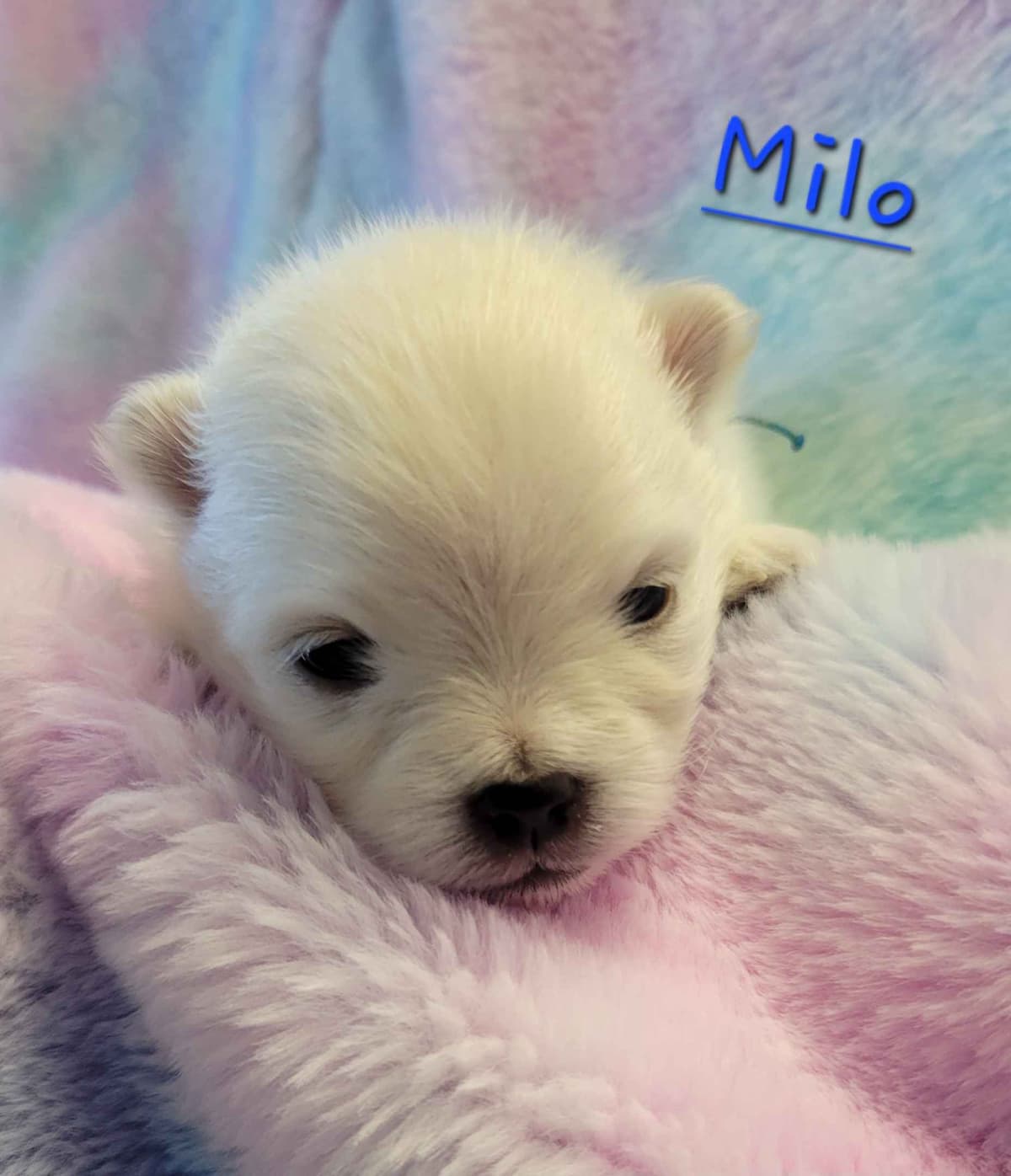 Pomeranian Puppies breeder image 4