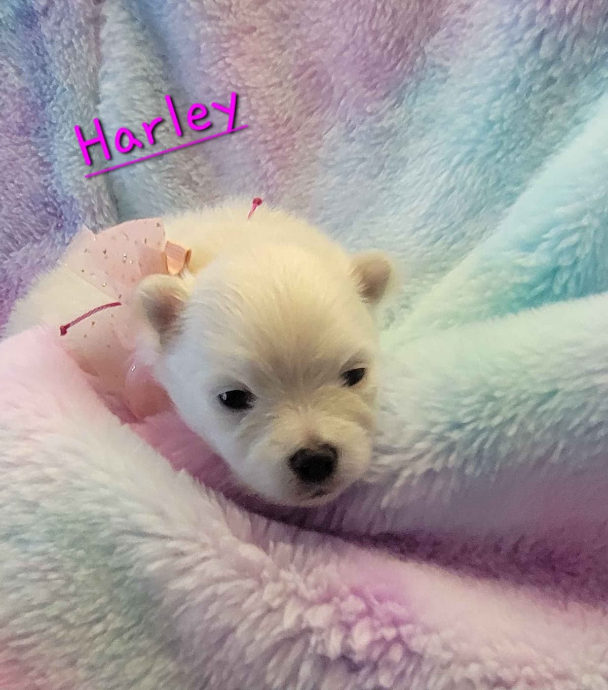 Pomeranian Puppies breeder image 3