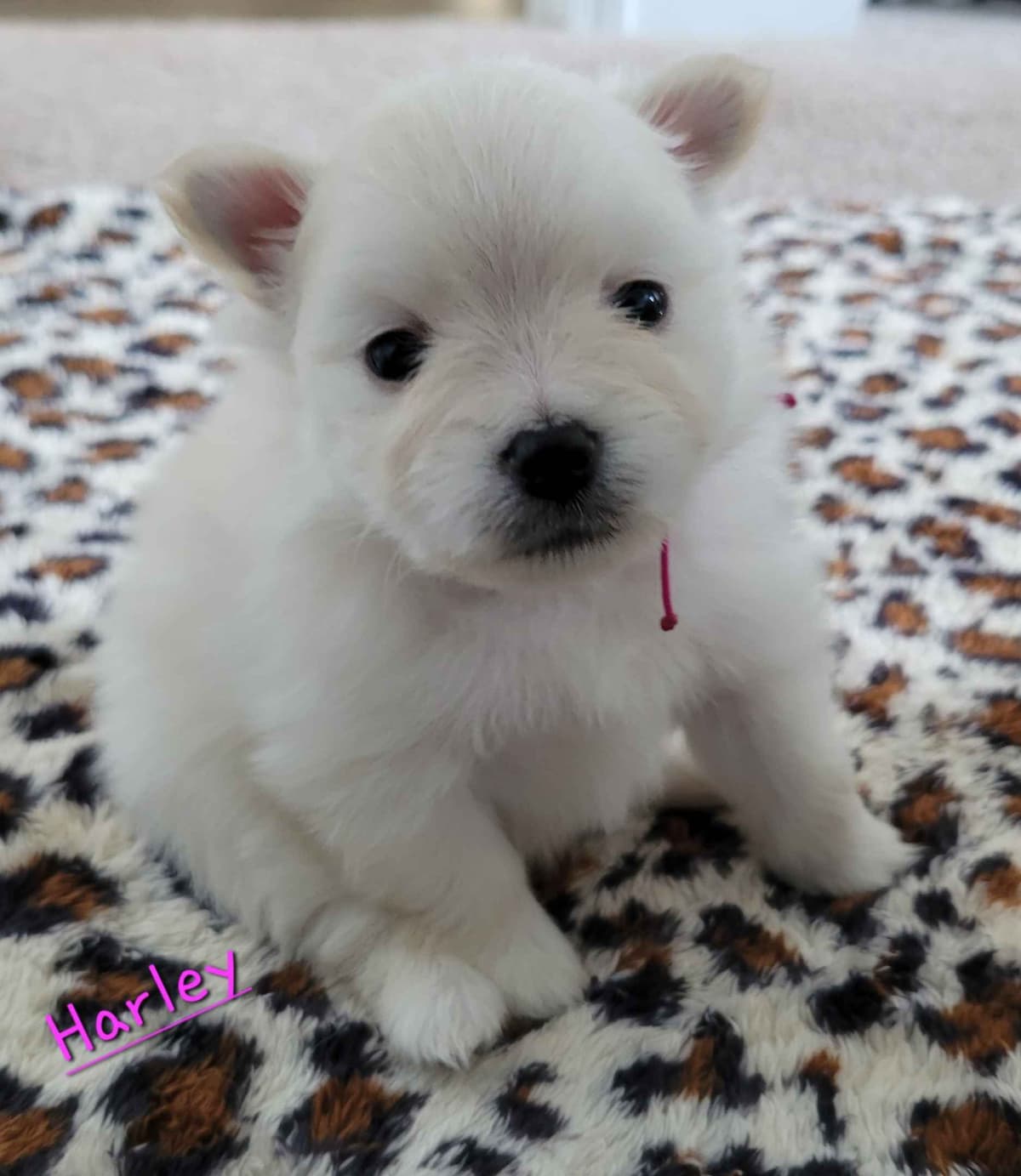 Pomeranian Puppies breeder image 9