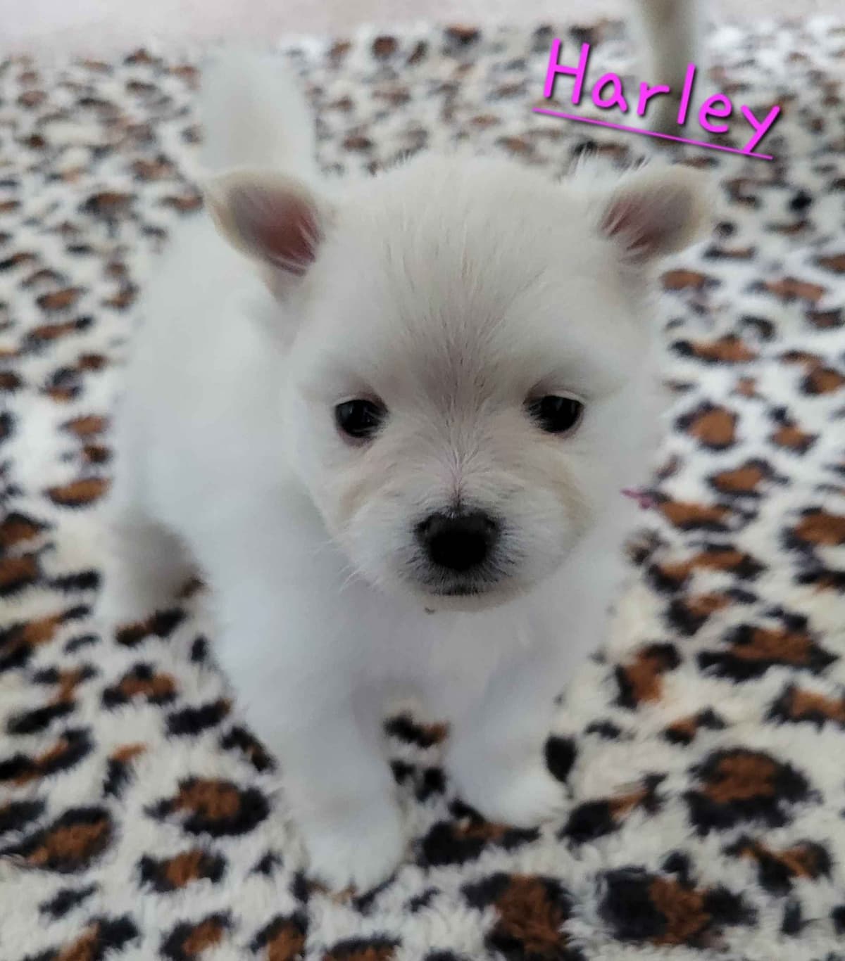 Pomeranian Puppies breeder image 8