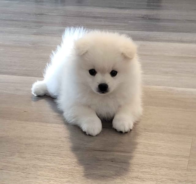 Pomeranian Puppies media 2