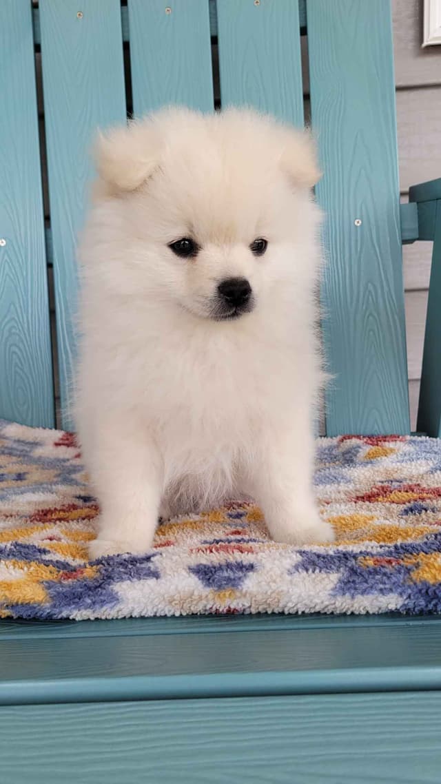 Pomeranian Puppies media 3
