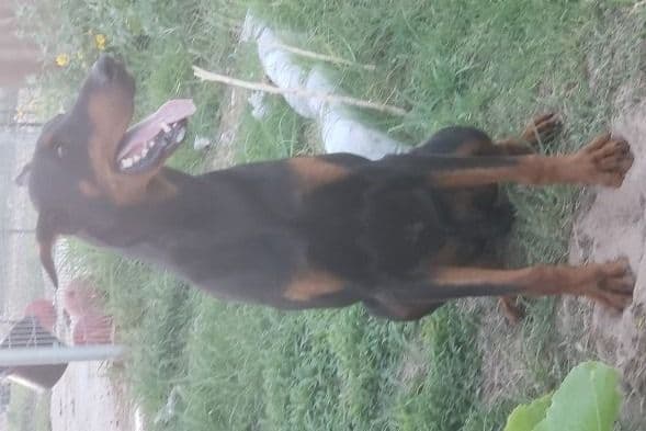 Doberman Pinscher Puppies breeder image 2