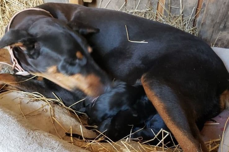 Doberman Pinscher Puppies breeder image 3