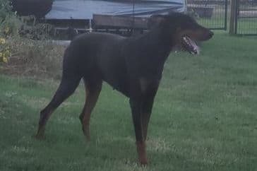 Doberman Pinscher Puppies breeder image 1