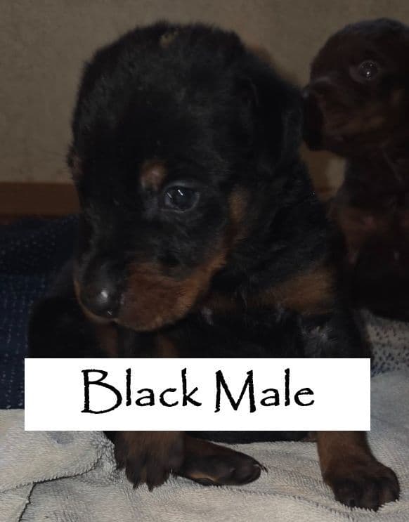 Doberman Pinscher Puppies media 2