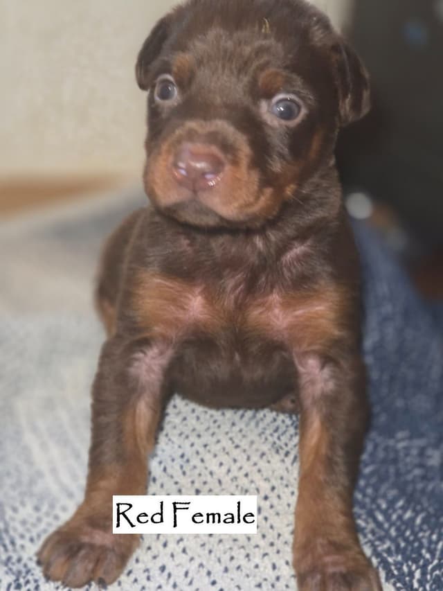 Doberman Pinscher Puppies media 3