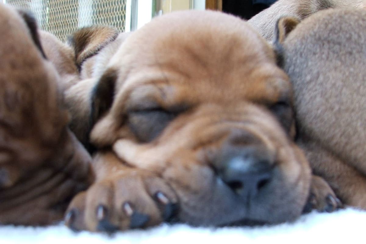 Rhodesian Ridgeback Puppies breeder image 1