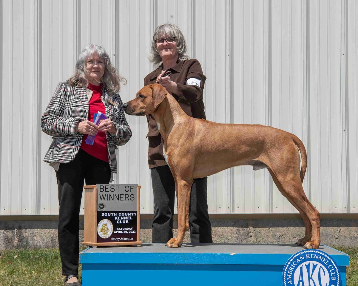 Rhodesian Ridgeback Puppies breeder image 3