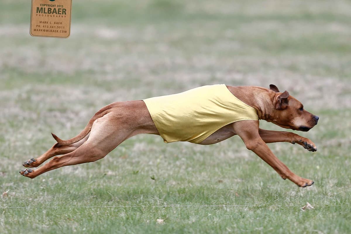Rhodesian Ridgeback Puppies breeder image 5