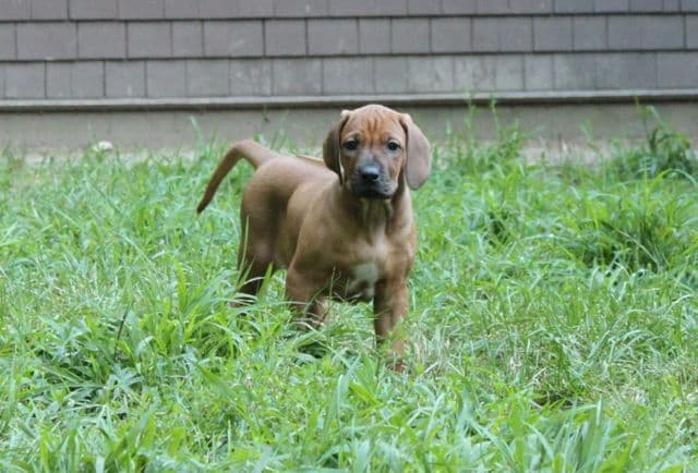 Rhodesian Ridgeback Puppies breeder image 8