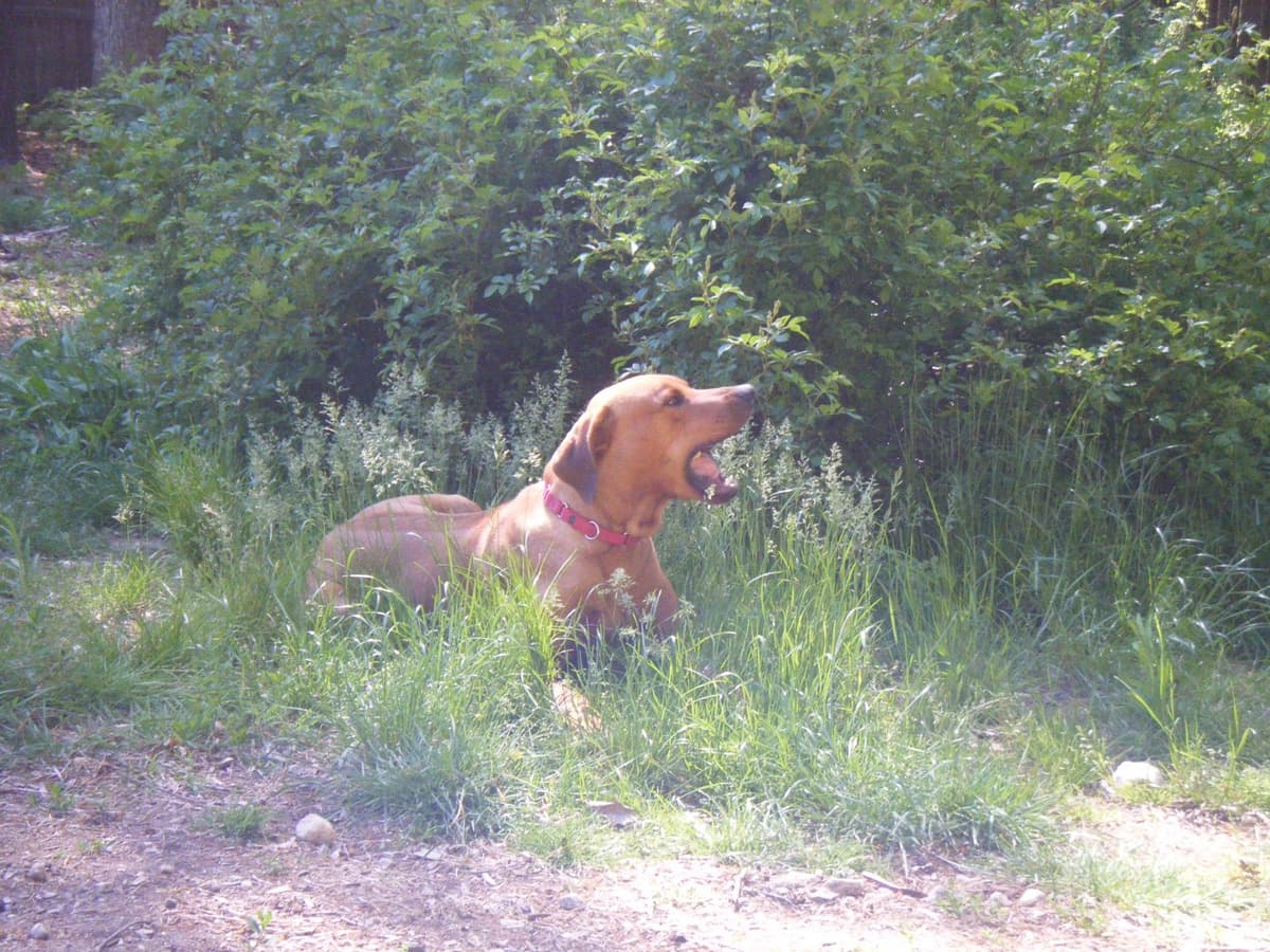 Rhodesian Ridgeback Puppies breeder image 9