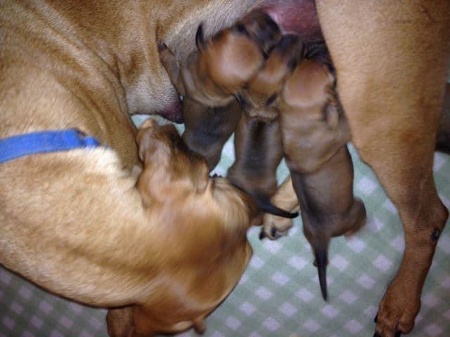 Rhodesian Ridgeback Puppies breeder image 10