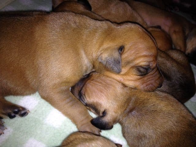 Rhodesian Ridgeback Puppies breeder image 11