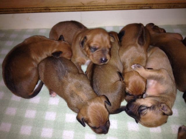 Rhodesian Ridgeback Puppies breeder image 12