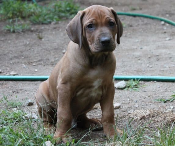 Rhodesian Ridgeback Puppies breeder image 13