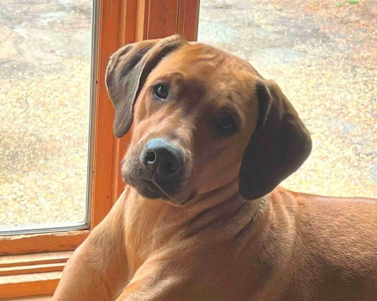 Rhodesian Ridgeback Puppies breeder image 14