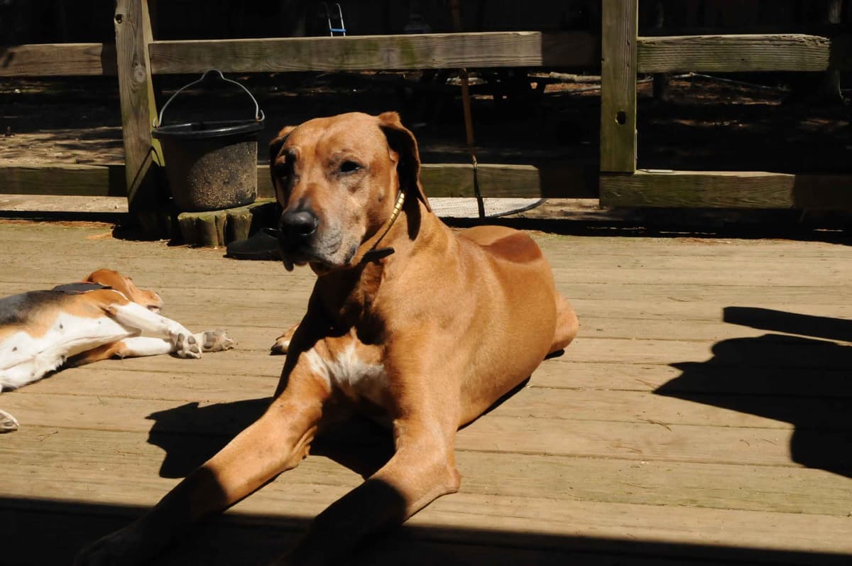 Rhodesian Ridgeback Puppies breeder image 15