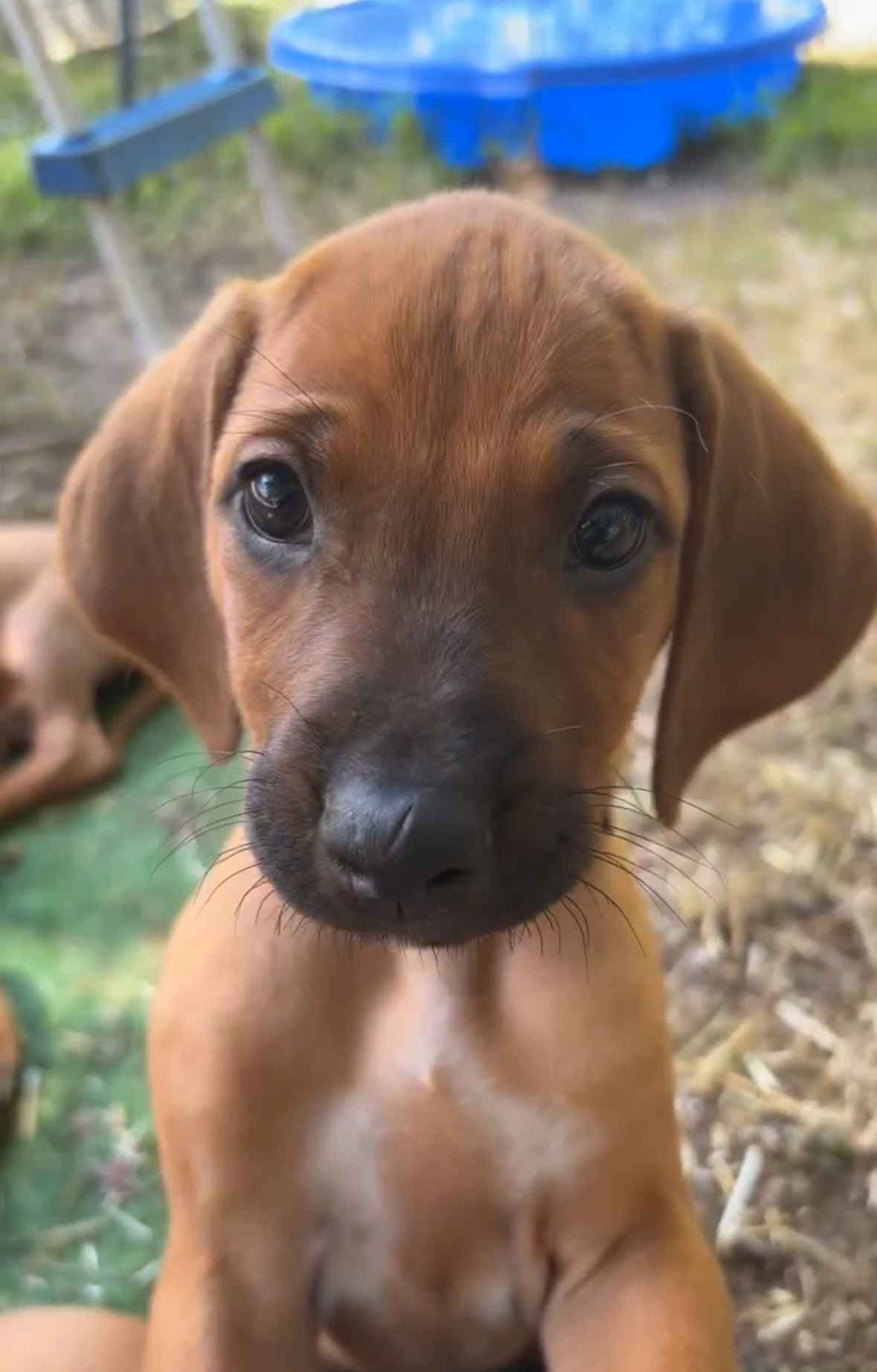 Rhodesian Ridgeback Puppies breeder image 17