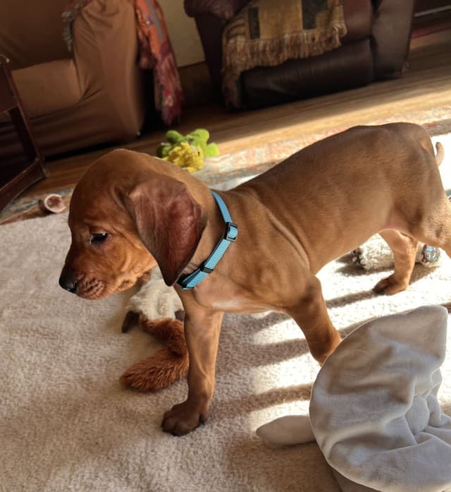 Rhodesian Ridgeback Puppies media 2