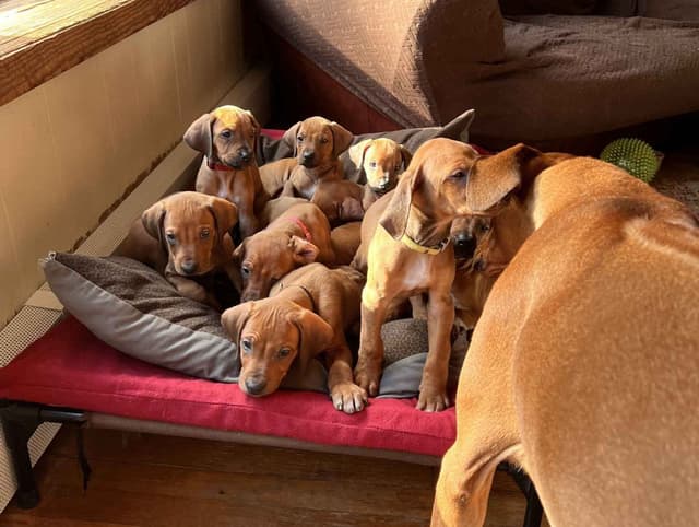 Rhodesian Ridgeback Puppies media 3