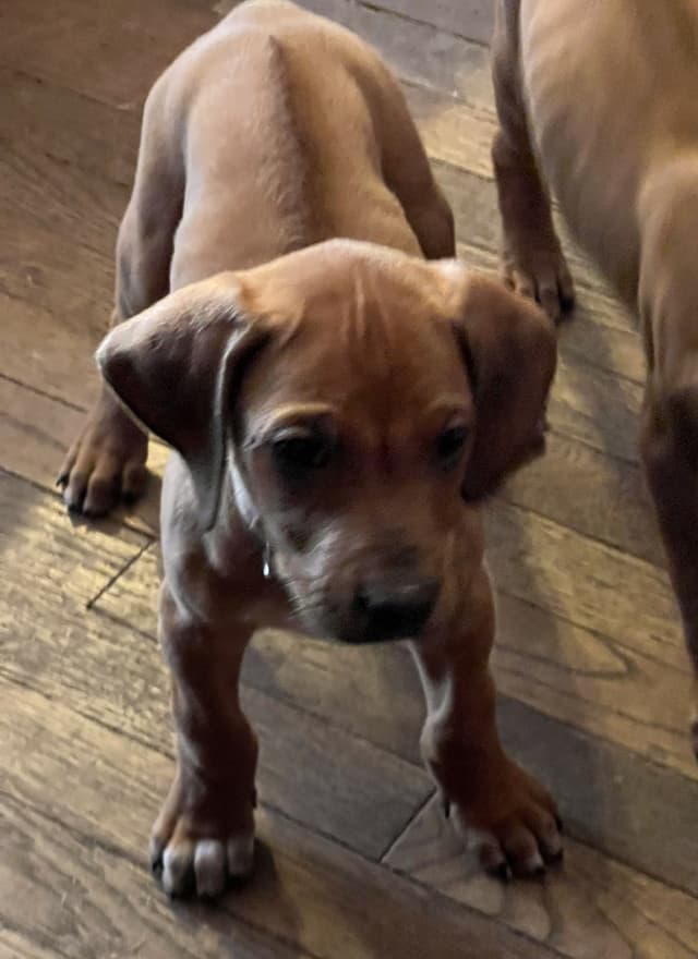 Rhodesian Ridgeback Puppies media 4