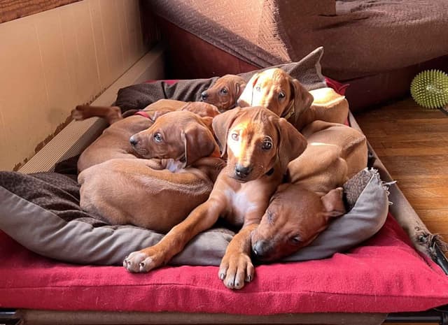 Rhodesian Ridgeback Puppies media 5