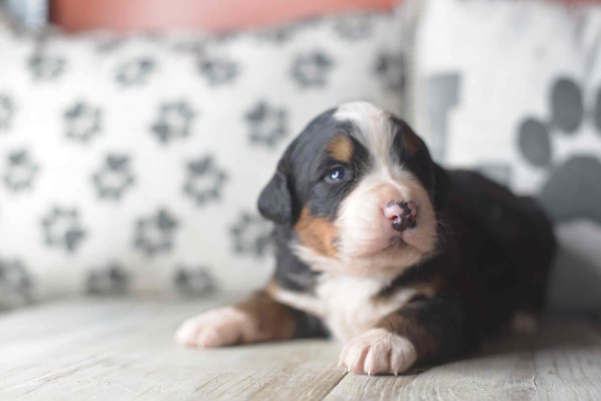 Bernese Mountain Dog Puppies breeder image 1