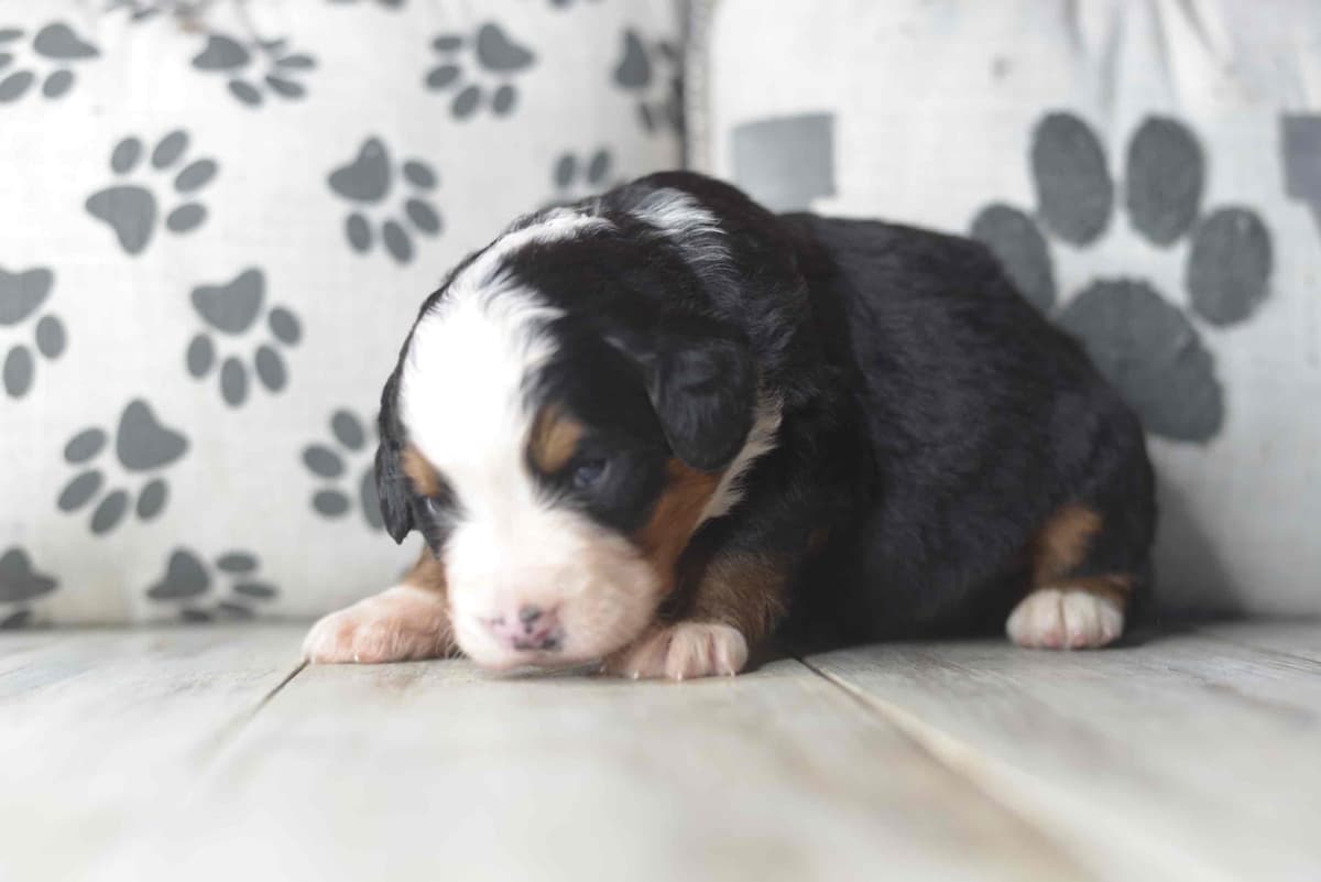 Bernese Mountain Dog Puppies breeder image 2
