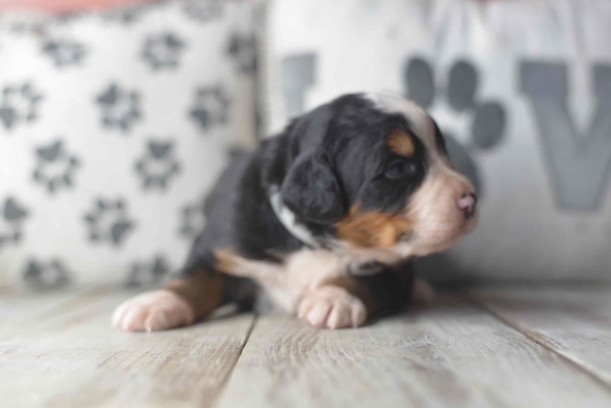 Bernese Mountain Dog Puppies breeder image 3
