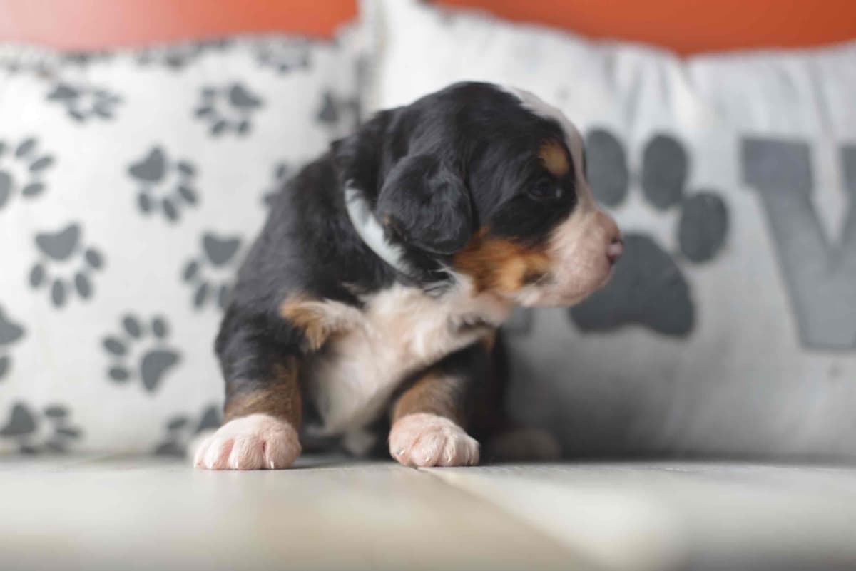Bernese Mountain Dog Puppies breeder image 4