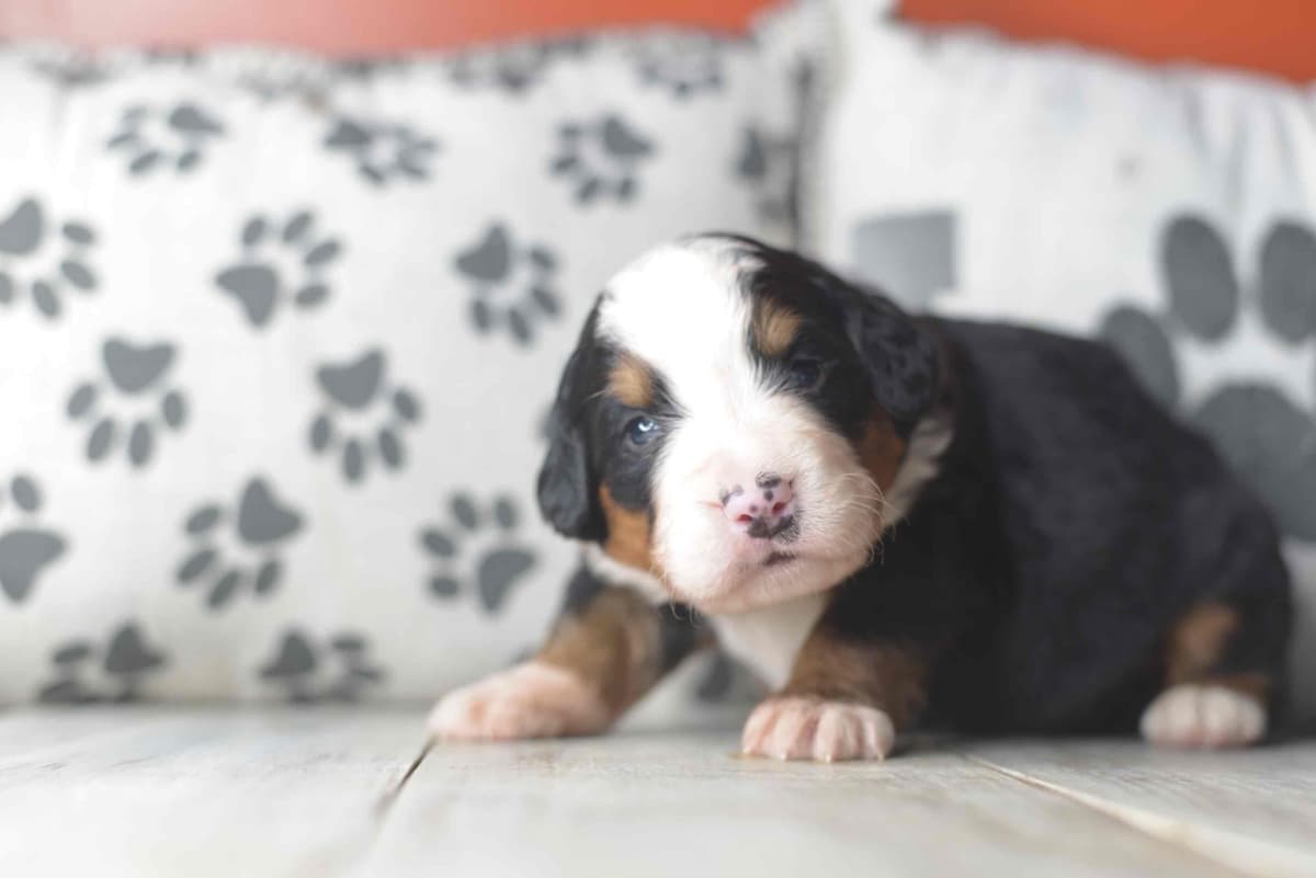 Bernese Mountain Dog Puppies breeder image 5