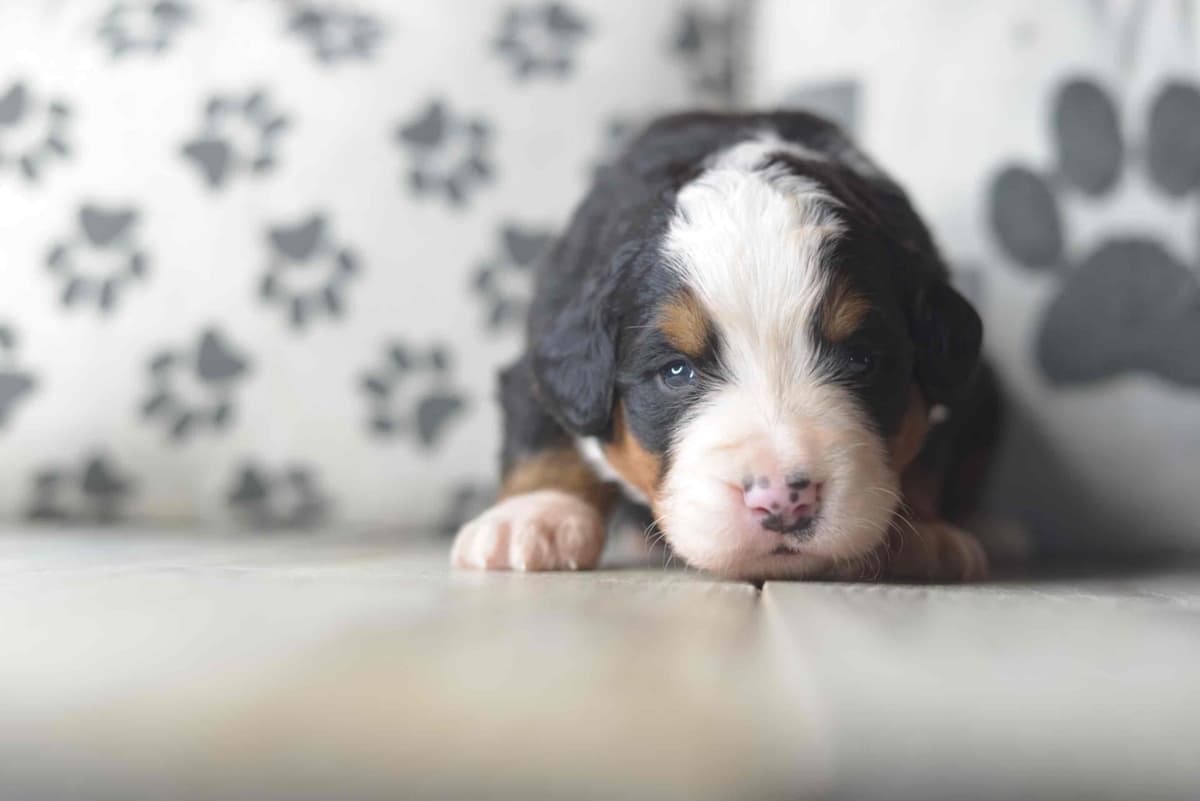 Bernese Mountain Dog Puppies breeder image 6