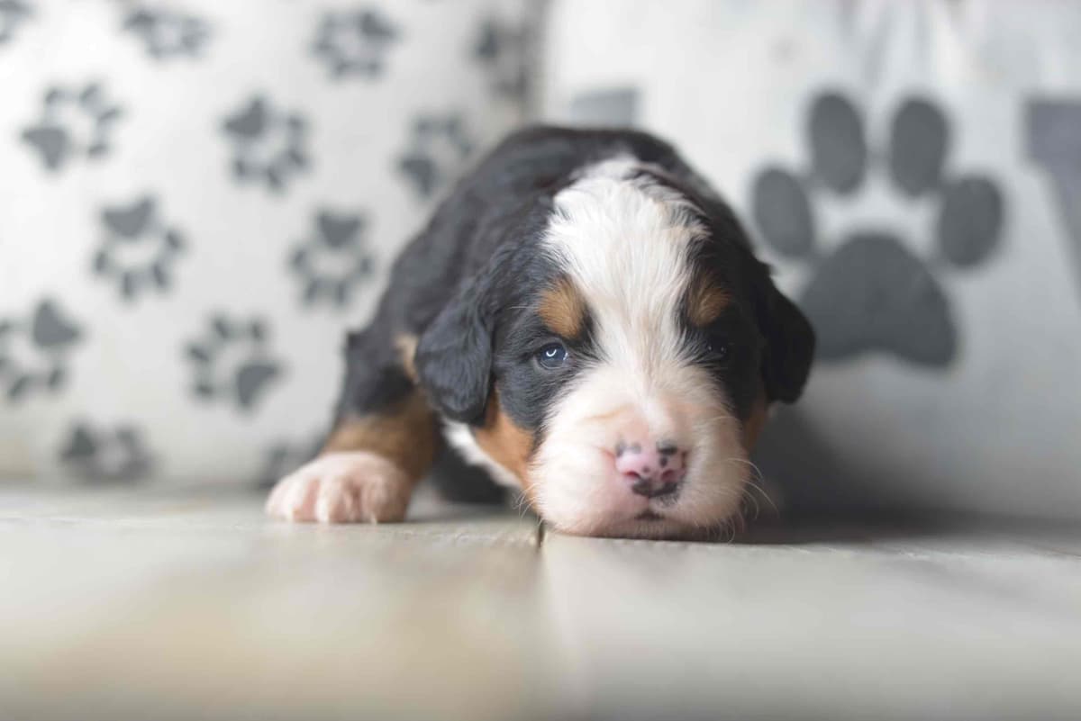 Bernese Mountain Dog Puppies breeder image 7