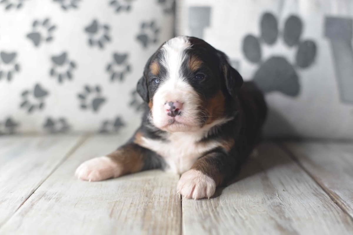 Bernese Mountain Dog Puppies breeder image 8