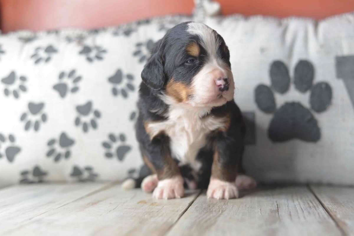 Bernese Mountain Dog Puppies breeder image 10