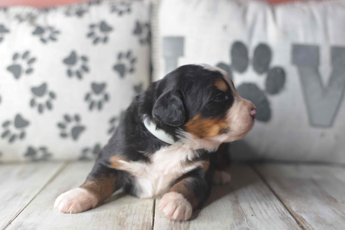 Bernese Mountain Dog Puppies breeder image 24