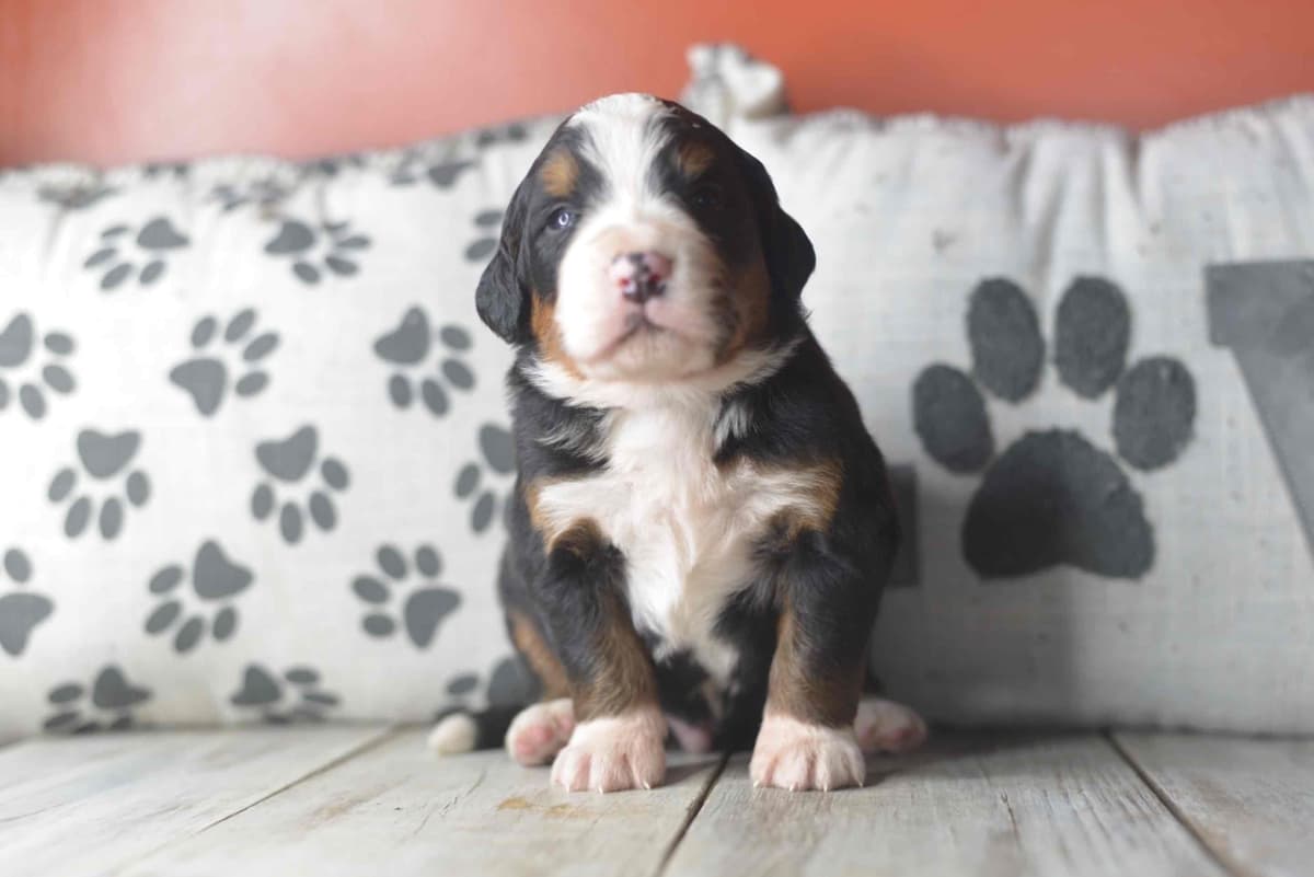 Bernese Mountain Dog Puppies breeder image 11