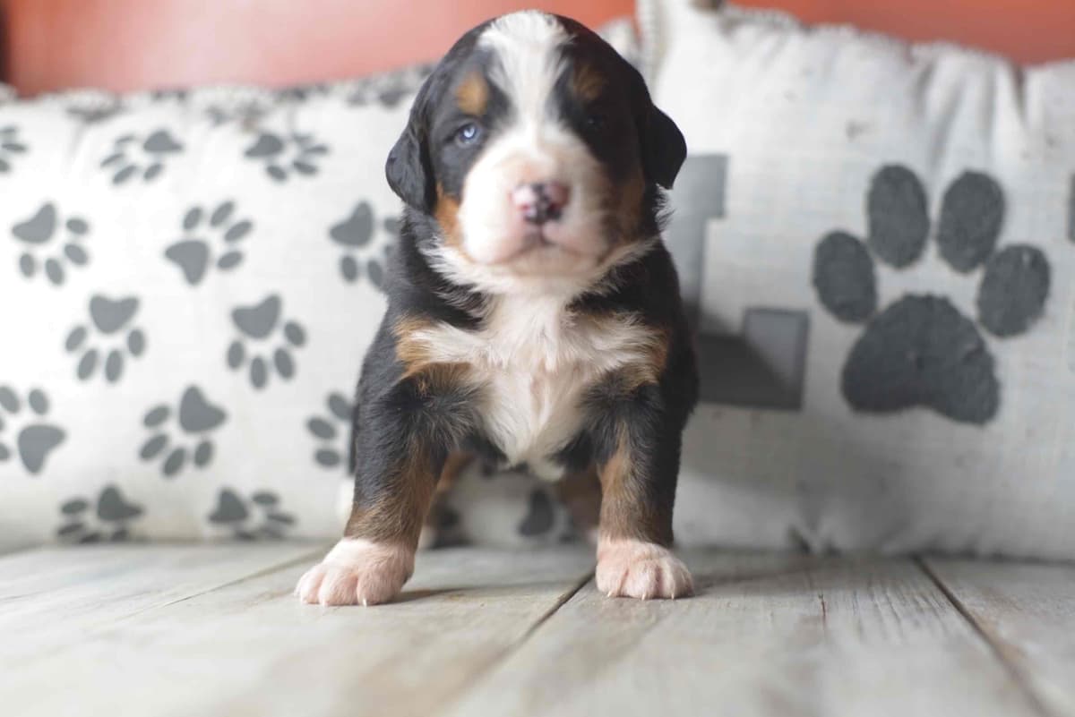 Bernese Mountain Dog Puppies breeder image 9