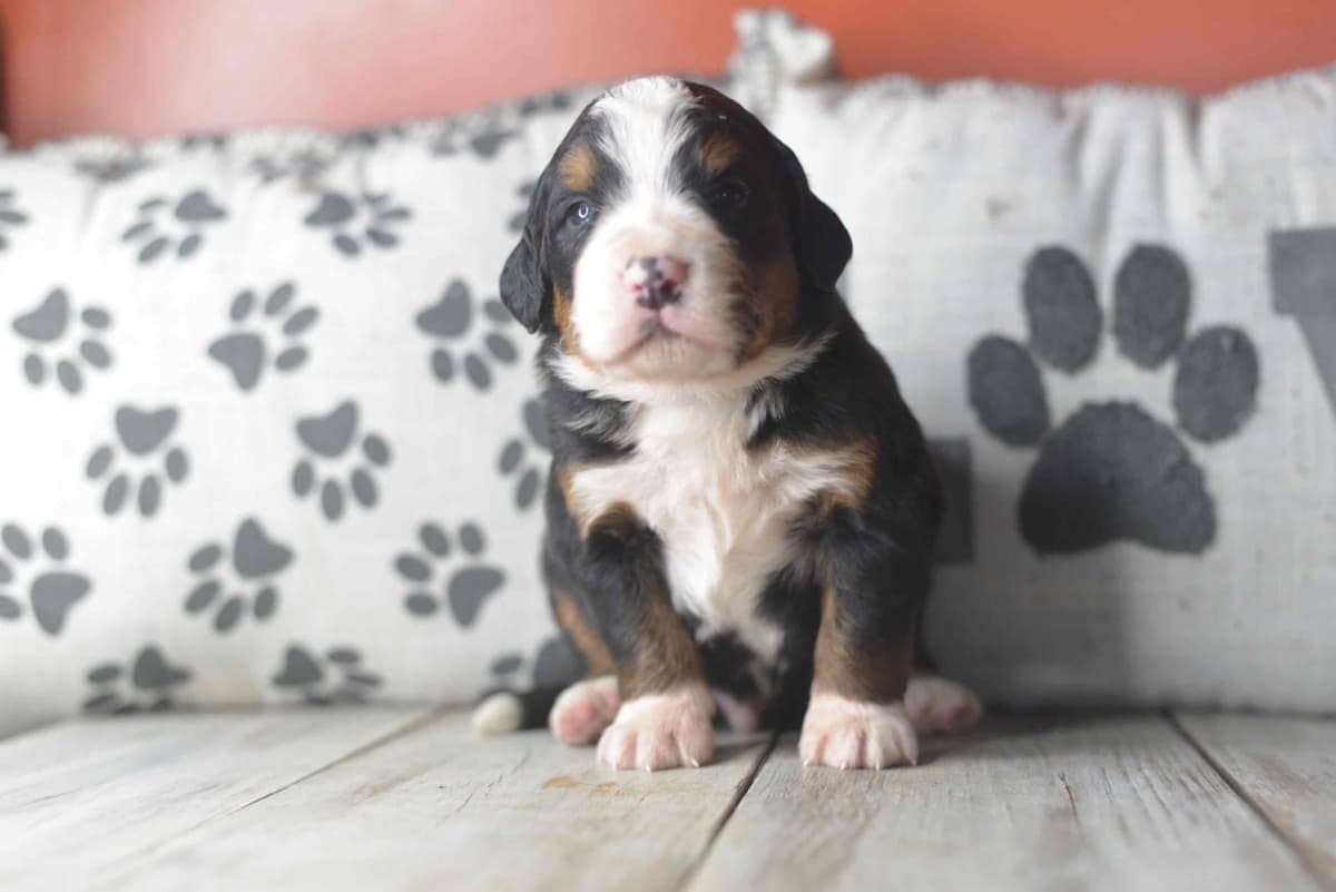 Bernese Mountain Dog Puppies breeder image 13