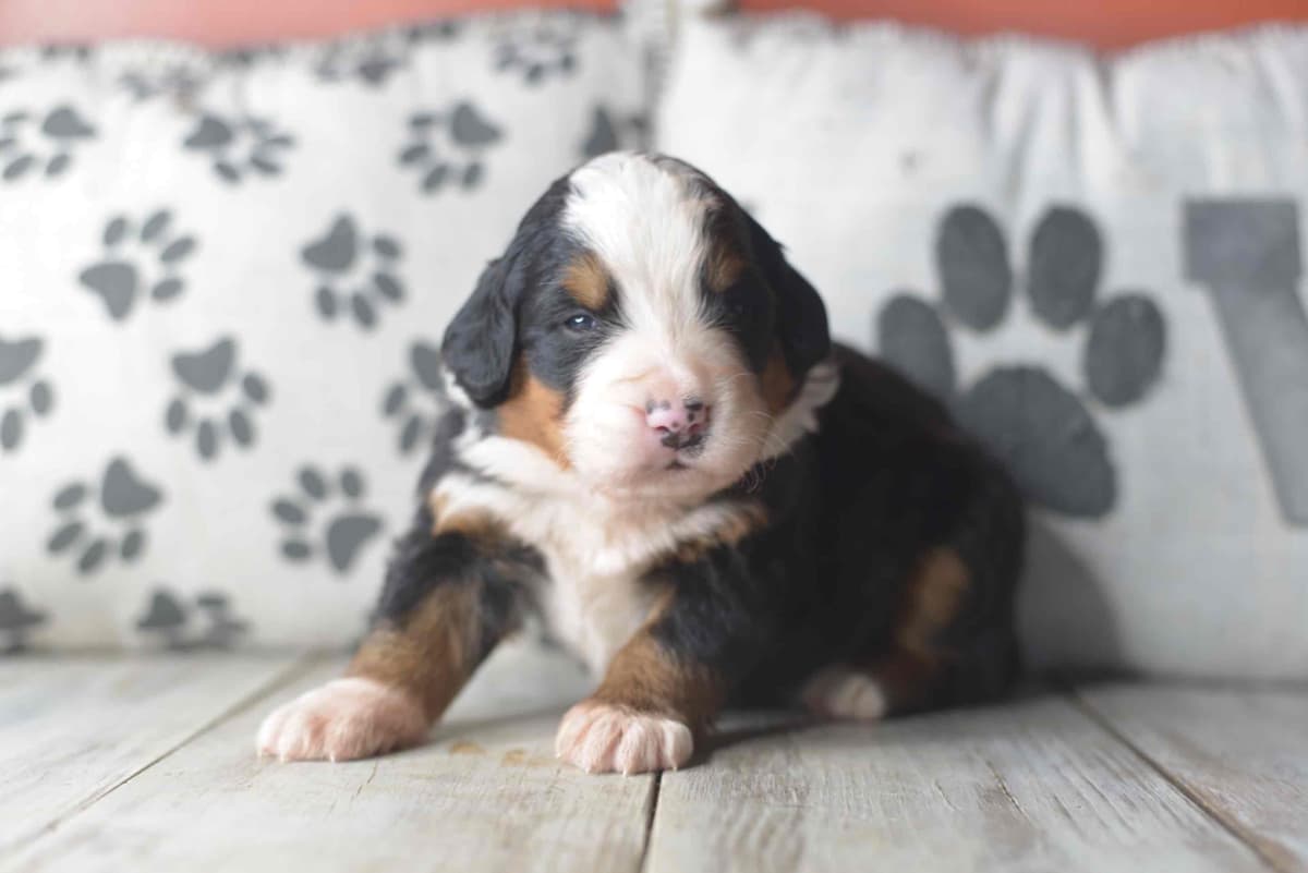 Bernese Mountain Dog Puppies breeder image 12