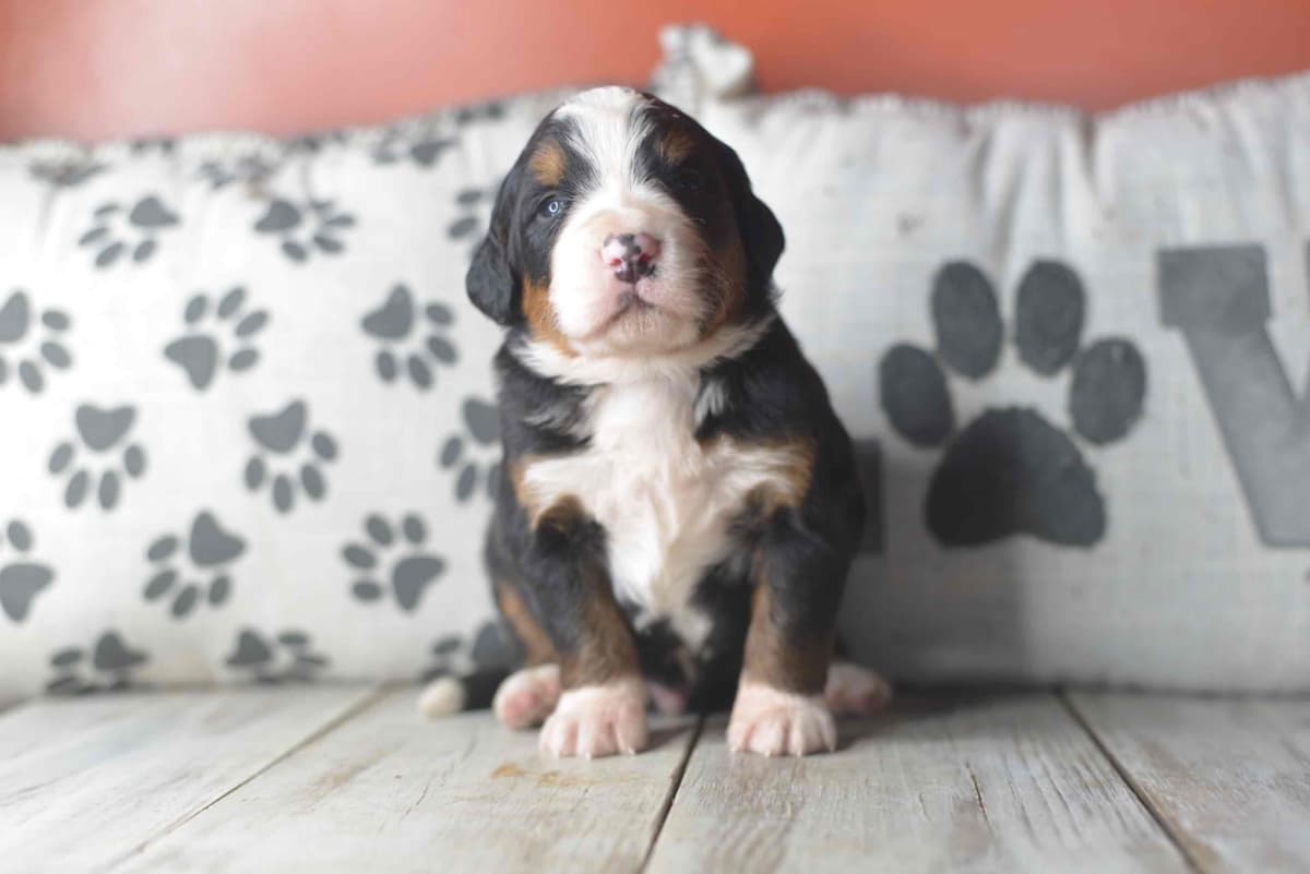 Bernese Mountain Dog Puppies breeder image 15