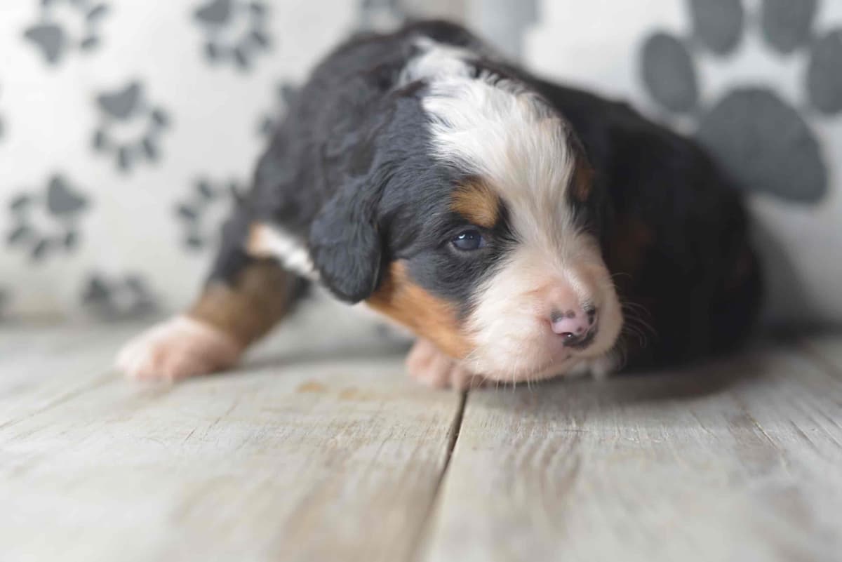 Bernese Mountain Dog Puppies breeder image 17